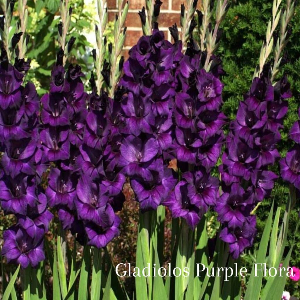 Bulbos De Gladiolo - 12 Unidades, Flores Vistosas Y Perennes, Para Jardín, Macetas Y Balcón