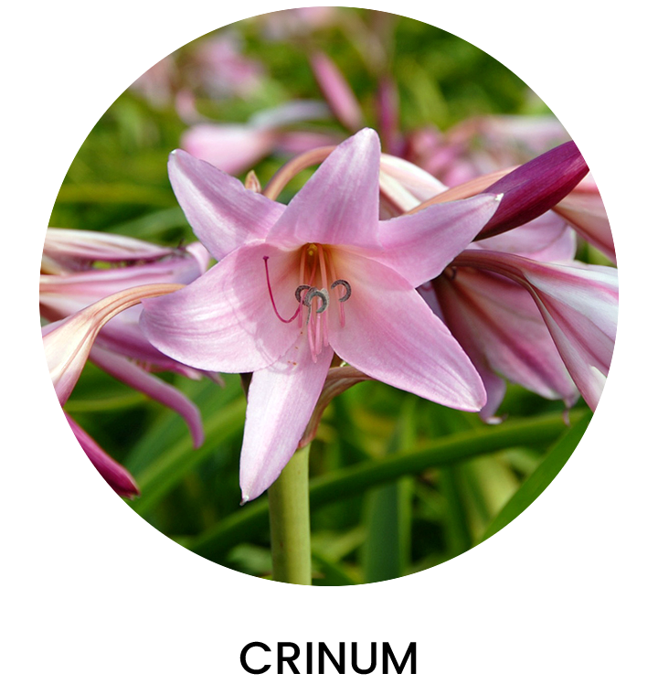 Crinum Primavera 2024