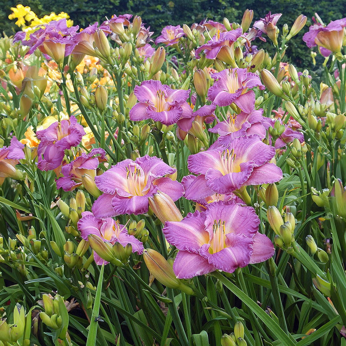 Hemerocalis Entrapment Giboshi Hemerocalis Entrapment Giboshi