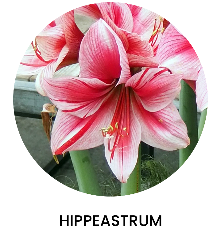 Hippeastrum Primavera 2024