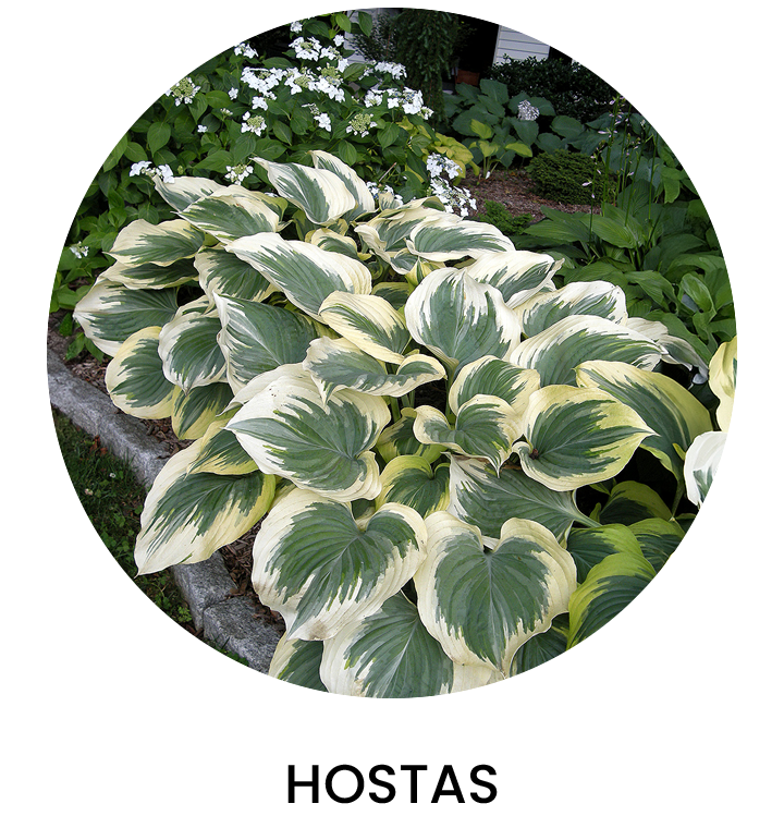 Hostas Primavera 2024