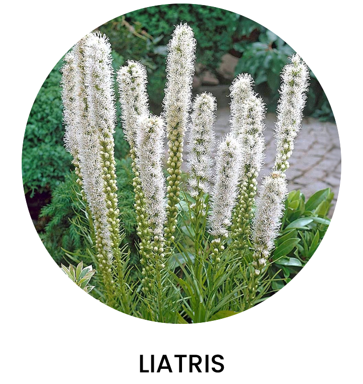 Liatris Primavera 2024