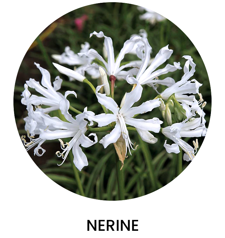 Nerine Primavera 2024