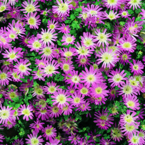 Anémonas Pink Star