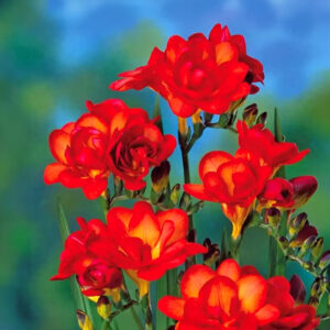 Fresias Naranja