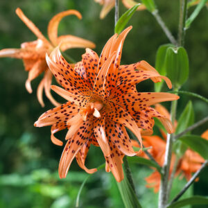 Liliums Flore Pleno
