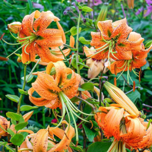 Liliums Henryii