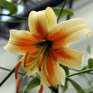 Liliums Lady Alice