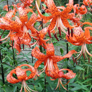 Liliums Lancifolium