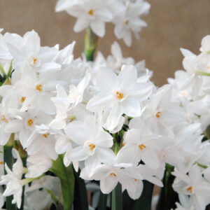 Narcisos Paperwhite