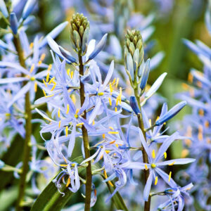Camassia Cusickii