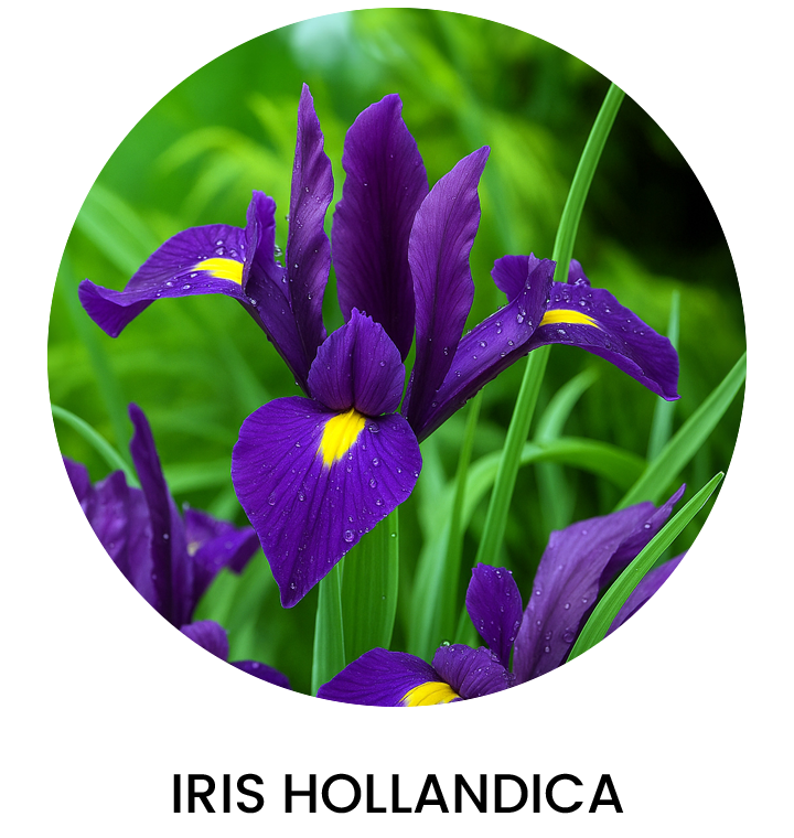 iris Hollandica Otoño 2025