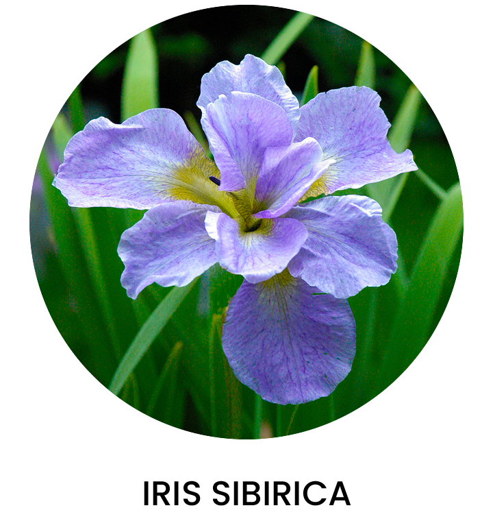 Iris Sibirica Otoño 2025