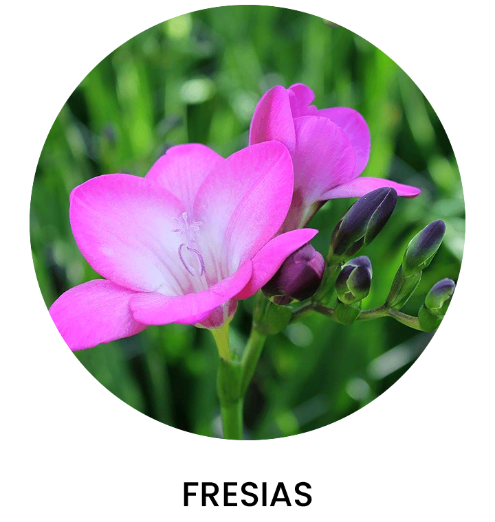 Fresias Otoño 2025