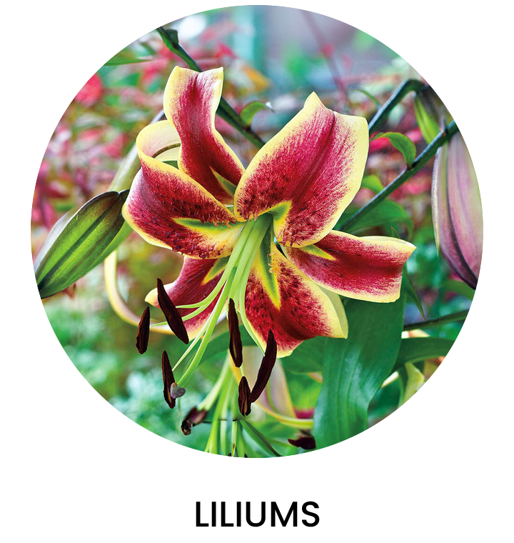 Liliums Otoño 2025