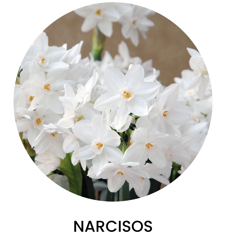 Narcisos Otoño 2025