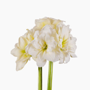 Hippeastrum-Amaryllis Alfresco