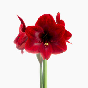 Hippeastrum-Amaryllis Gold Medal