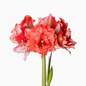 Hippeastrum-Amaryllis Joker
