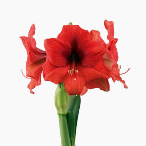 Hippeastrum-Amaryllis Marraquesh