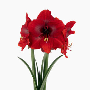 Hippeastrum-Amaryllis Miracle