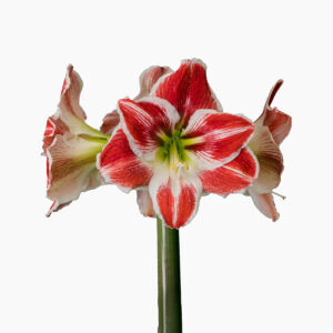 Hippeastrum-Amaryllis Razzle Dazzle