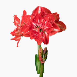 Hippeastrum-Amaryllis Rock’n Roll
