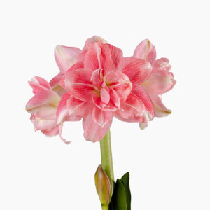 Hippeastrum-Amaryllis Rozetta
