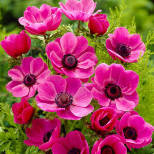 Anémonas Sylphide