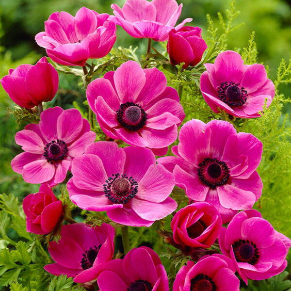 Anémonas Sylphide