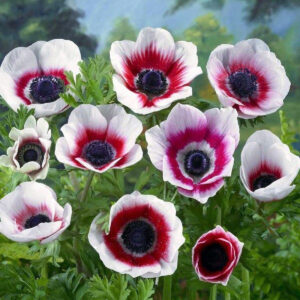 Anémonas Bicolor