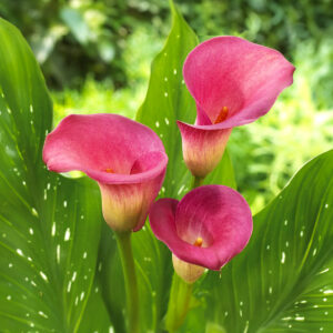 Calas Sumatra