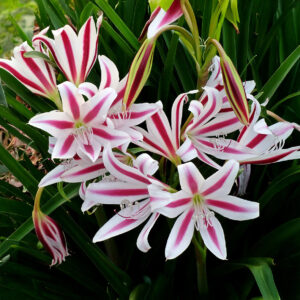 Crinums Cintho Alpha