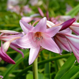 Crinums Powelli