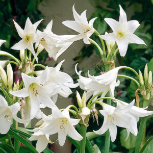 Crinums Powelli Alba