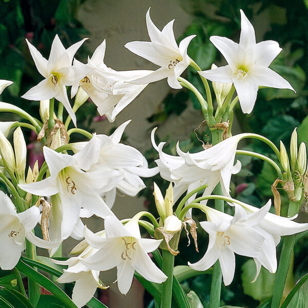 Crinums Powelli Alba
