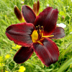 Hemerocallis Choclate Candy