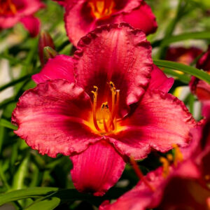 Hemerocallis Jazz Dance