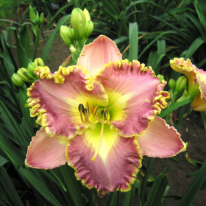 Hemerocallis Lavender Tutu