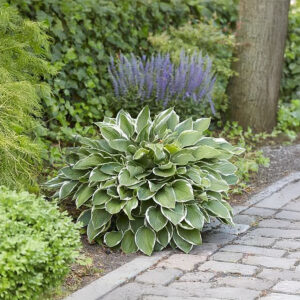 Hostas Francee