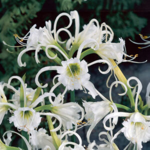 Hymenocallis Festalis Zwanenburg