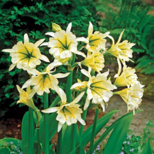 Hymenocallis Sulphur Queen
