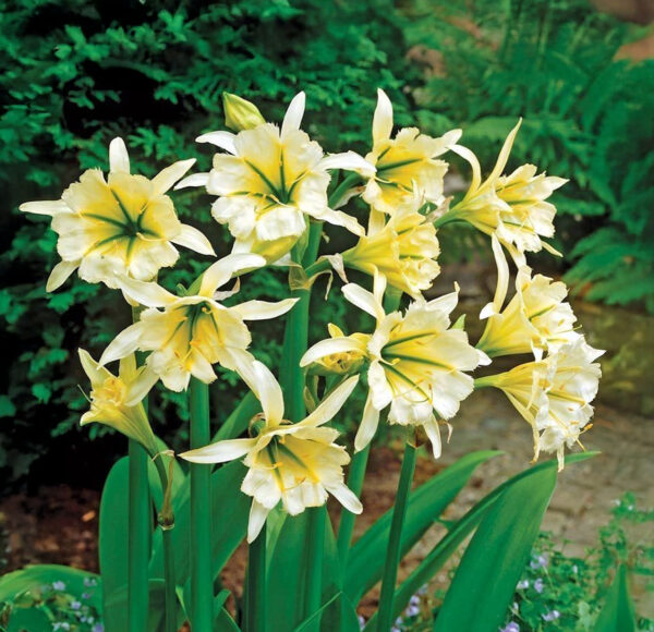 Hymenocallis Sulphur Queen