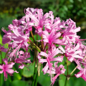 Nerines Bowdenii