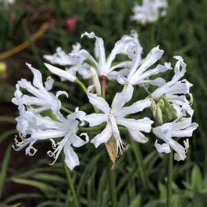 Nerines Bowdenii Alba