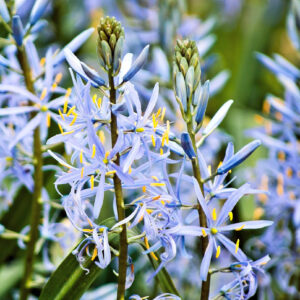 Varios Camassia Cusickii