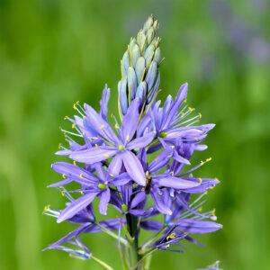 Varios Camassia Quamash