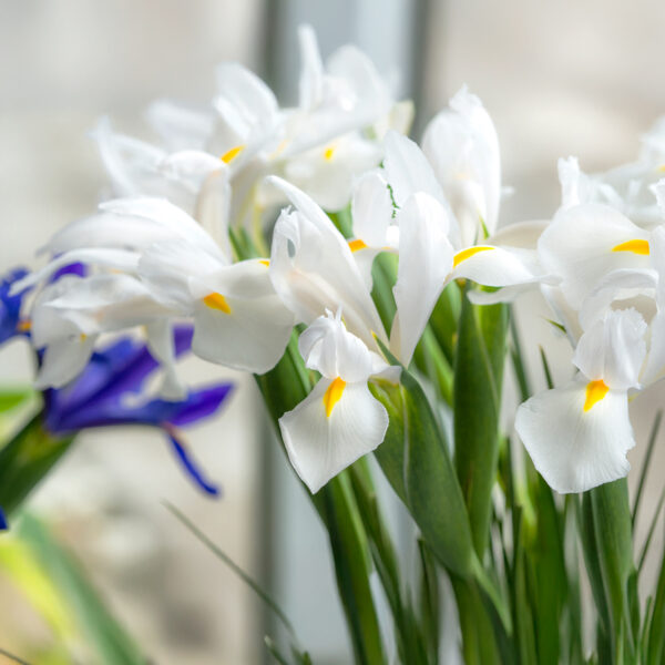 Iris Hollandica Alaska Primavera 2025