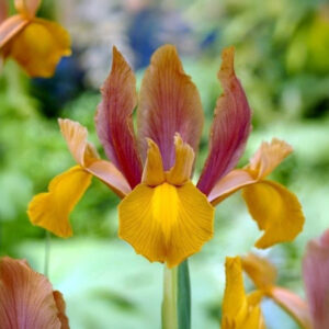 Iris Hollandica Autumn Princess