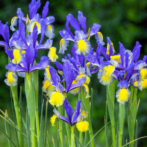 Iris Hollandica Miss Saigon